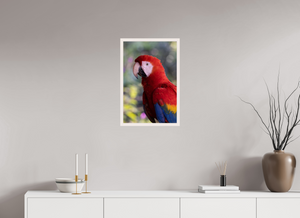 Colors of the Tropics, Scarlet Macaw