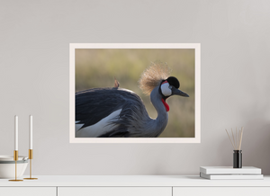 Rouge Details, Crowned Crane
