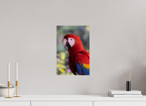 Colors of the Tropics, Scarlet Macaw