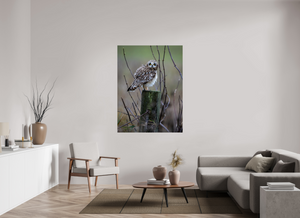 Butcher Block, Short Eared Owl