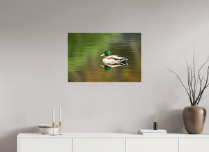 Autumn Mirror, Mallard