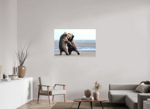 Sibling Rivalry, Alaskan Coastal Brown Bear Cubs