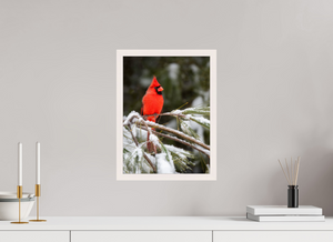 Scarlet Decor, Cardinal