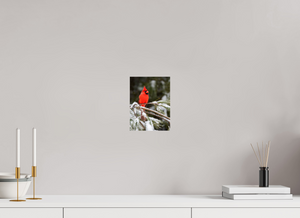 Scarlet Decor, Cardinal