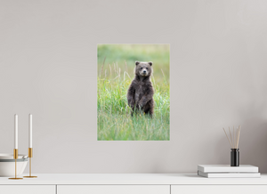 Innocence, Alaskan Coastal Brown Bear Cub