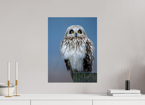 Intensity, Short-eared Owl