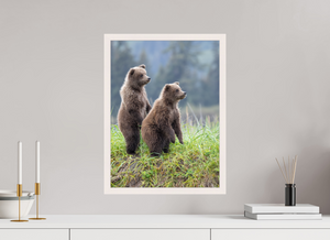 Double Trouble, Alaskan Coastal Brown Bear Cubs