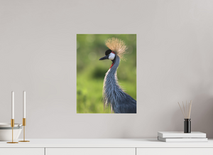 Glamour, Crowned Crane