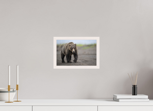 Intimidation, Alaskan Coastal Brown Bear