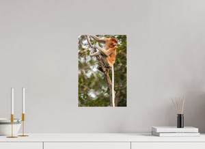 Hostility, Proboscis Monkey