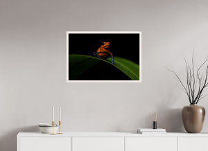 Warning Signs, Poison Dart Frog