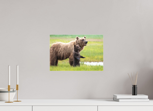 Standing Tall, Alaskan Coastal Brown Bear