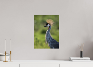 Glamour, Crowned Crane
