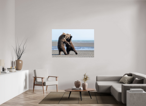 Sibling Rivalry, Alaskan Coastal Brown Bear Cubs