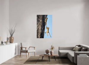 King of the Swingers, Baboon