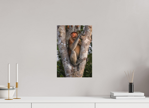 Seat of Honor, Proboscis Monkey
