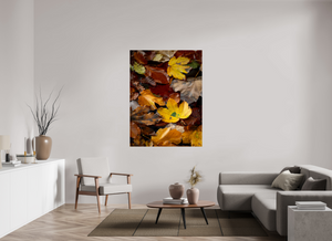 Leaf Litter, Croatia