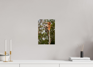 Hostility, Proboscis Monkey