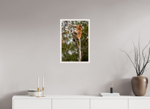 Hostility, Proboscis Monkey