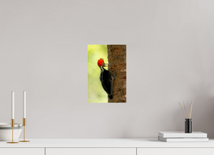 Exclamation, Pale-billed Woodpecker