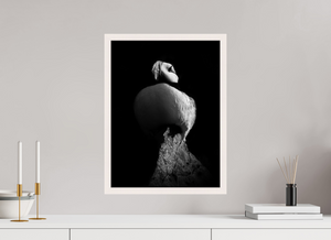 Shadow Play, Tufted Puffin