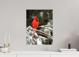 Scarlet Decor, Cardinal