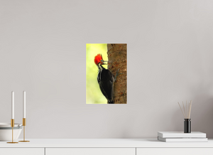 Exclamation, Pale-billed Woodpecker