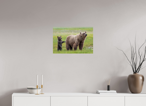 Maternal Instinct, Alaskan Coastal Brown Bear