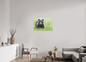 Teddy Bear Shower, Alaskan Brown Bear Cub