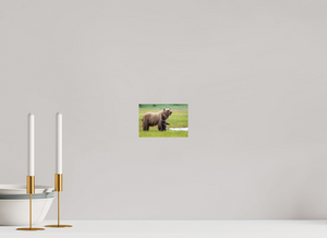 Standing Tall, Alaskan Coastal Brown Bear