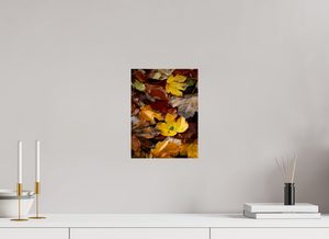 Leaf Litter, Croatia