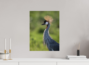 Glamour, Crowned Crane