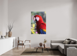 Colors of the Tropics, Scarlet Macaw