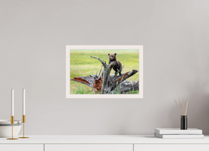 Branching Out, Alaskan Coastal Brown Bear Cub