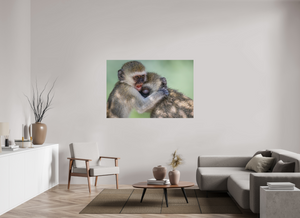 Primal Emotion, Vervet Monkey