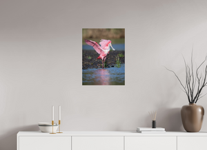 Water Dance, Roseate Spoonbill