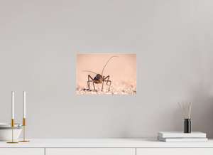 Army of One, African Armored Cricket