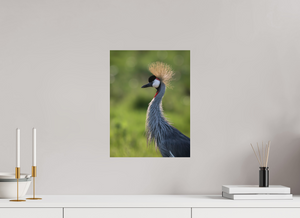 Glamour, Crowned Crane