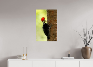 Exclamation, Pale-billed Woodpecker