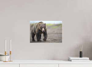 Intimidation, Alaskan Coastal Brown Bear