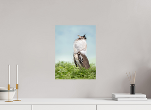 Spring Fancy, Kori Bustard