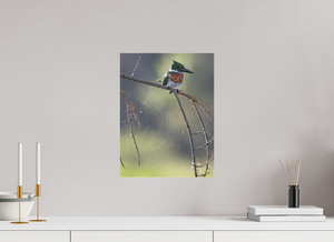 Delicate Details, Amazon Kingfisher