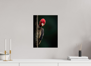 Dissatisfaction, Pale-billed Woodpecker