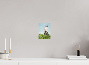 Spring Fancy, Kori Bustard