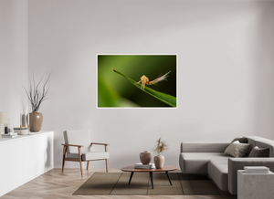 Plumes, Planthopper Nymph