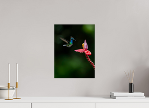 Beauty in Motion, White-Necked Jacobin