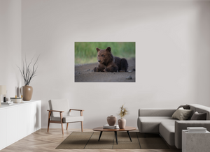 Contemplation, Alaskan Coastal Brown Bear Cub