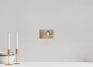 Dripping Wet, Malachite Kingfisher