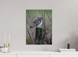 Butcher Block, Short Eared Owl