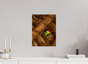 Color Balance, Sunbird